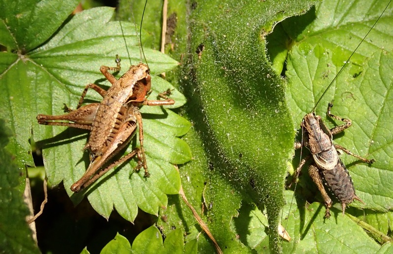 Pholidoptera griseoaptera